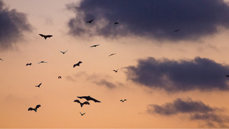 Silhouettes of flying bats against the backdrop of an orange sunset with purple clouds. 